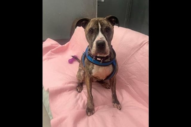Meet energetic ne-year-old Howard who is a male wire-haired lurcher. He is looking for his forever family to take him on plenty of journeys and adventures. He loves zoomies but is more than happy enough to put the brakes on them if there is some treats involved! Due to his size and boisterousness when playing and running, it is best that he only goes to a home with children of a secondary school age and above.