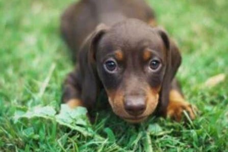 Dachshunds were place sixth. (Score 64).
Search volume: 0.78M; Instagram tags: 33.9M. Recognized for their long bodies and short legs, these dogs are known for their courage, intelligence, and playful nature. They are energetic, curious and often participate in activities like digging and tracking.