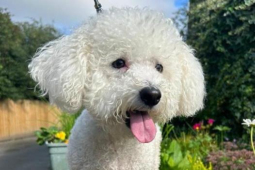 Oscar, Bichon Frise , male , four years six months old.