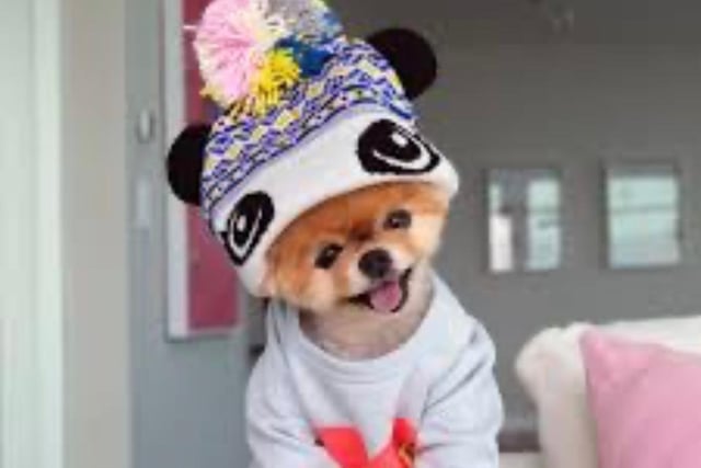 Jiffpom comes in as Instagram’s richest dog. The tiny Pomeranian puppy who likes to dress up, may owe some of his fame to Katy Perry, as he appeared in her music video for the song ‘Dark Horse’. As well as this he’s managed to make commercial cameos for Target and Banana Republic. Alongside these business endeavors, Jiffpom’s Instagram account, with its huge 9.3 million followers, has the potential to fetch as much as £42,200 per sponsored Instagram post, making him one of the most profitable pooches on the planet