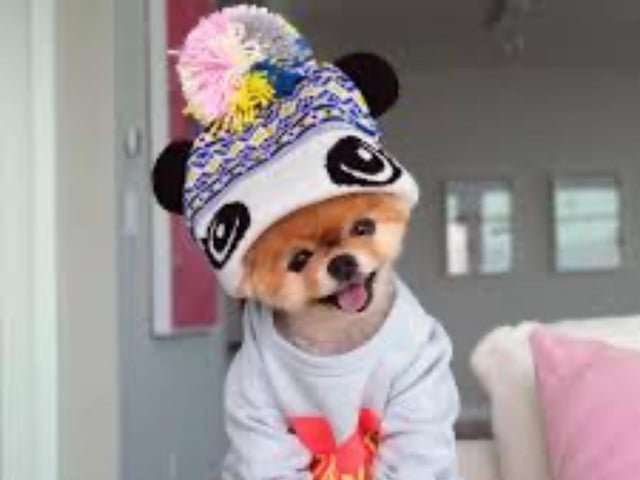 Jiffpom comes in as Instagram’s richest dog. The tiny Pomeranian puppy who likes to dress up, may owe some of his fame to Katy Perry, as he appeared in her music video for the song ‘Dark Horse’. As well as this he’s managed to make commercial cameos for Target and Banana Republic. Alongside these business endeavors, Jiffpom’s Instagram account, with its huge 9.3 million followers, has the potential to fetch as much as £42,200 per sponsored Instagram post, making him one of the most profitable pooches on the planet