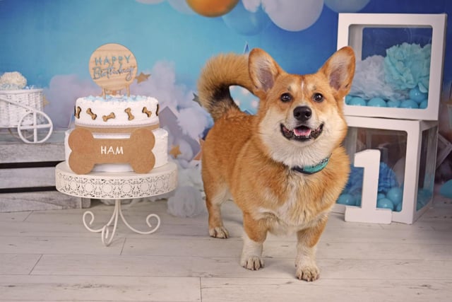 Ham, a sausage-loving corgi from Wigan, walked 162km with his little legs and managed to raise £150 for Derian House. He celebrated the end of the challenge with a party for his first birthday