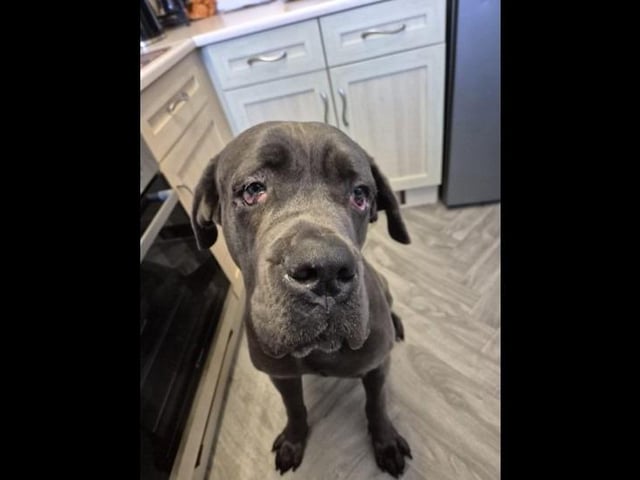 Tank is a two-year-old Great Dane cross aka big friendly giant. He is a super friendly boy and will happily greet anyone that comes his way. He is a real foodie and that works a treat with all his training - which by the way...he's smashing! He is looking for a home with with experience of large breeds and can live with children of secondary school age that are dog savvy and understand his size. He can live with a compatible dog, but no cats.