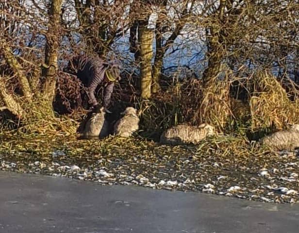 Some of the sheep got stuck on the other side of the canal