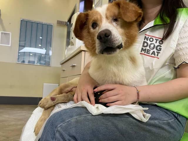 Duole is looking for a kindhearted new owner