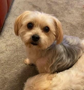 Lulu is a female Yorkshire terrier cross. She went missing on January 19, 2020, on Knight Avenue, Buckshaw Village. She has no marks or scars but is considered very small for an adult dog.