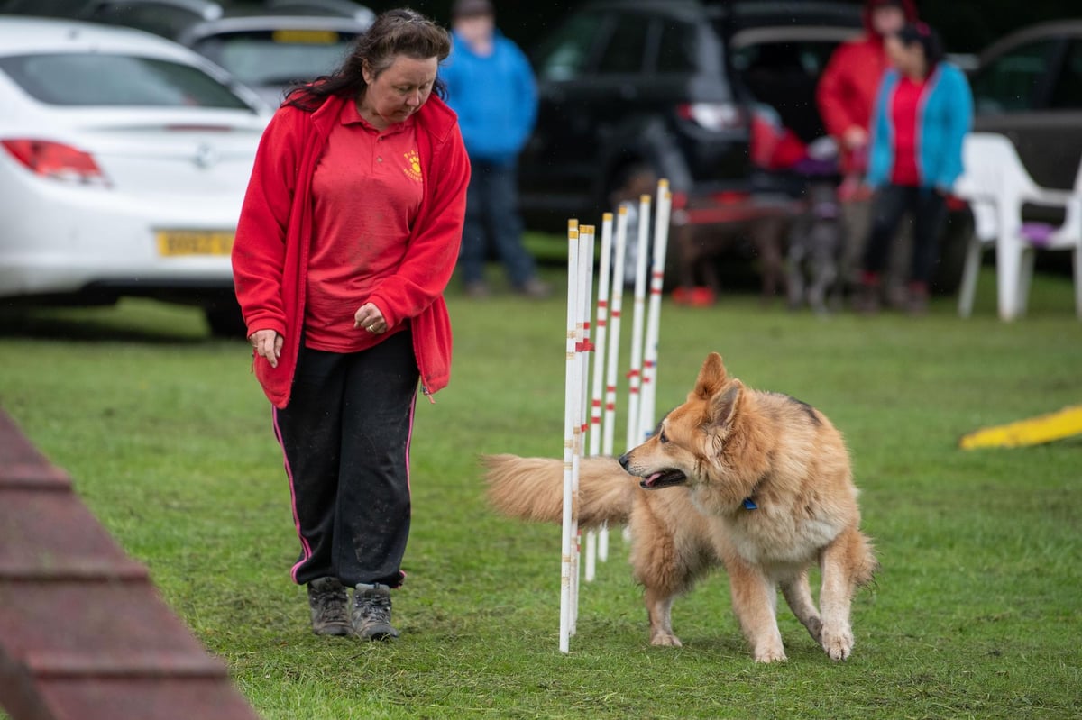 Everything you need to know about as Paws in the Park returns to Leyland festival on Thursday