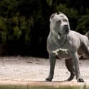 The Prime Minister wants to ban the American XL Bully by the end of the year. Image: Adobe Stock