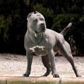 The Prime Minister wants to ban the American XL Bully by the end of the year. Image: Adobe Stock