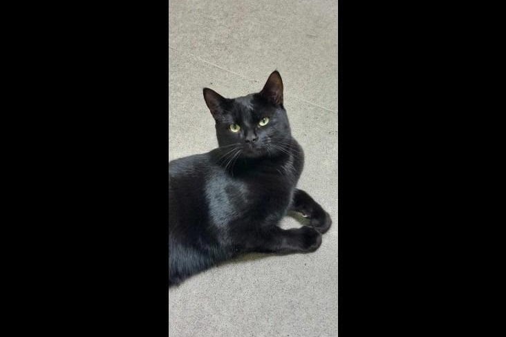 Friendly and inquisitive one-year-old domestic short hair cat Jude has lots of love to give, and will happily come for a cuddle and lie on your knee. He loves all kinds of fuss. The only thing he isn't a fan of is being held for longer periods of time. He can live with another cat but they would need to be calm and well-mannered just like himself, and with children of any age who are cat savvy and who will know to be gentle and give him space whilst he settles into his new home.