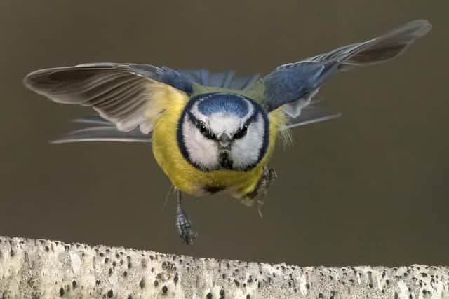 Lee O'Dwyer shot of a blue tit in his garden