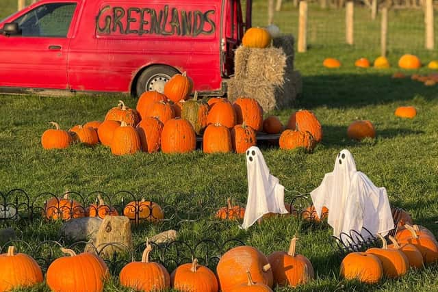 Pumpkin Picking at Greenlands Farm