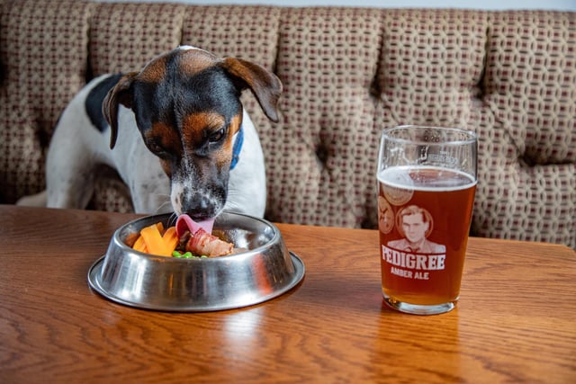 Buddy, 1, tucking into a roast dinner, with a pint by his side.