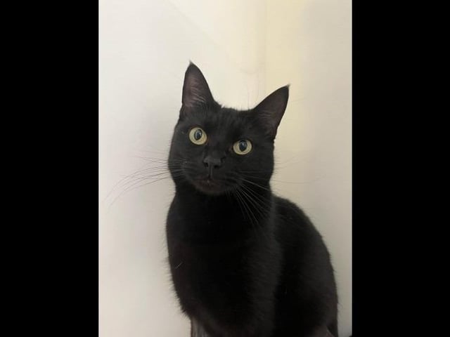 Flopsy is a friendly one-year-old domestic short-hair. Flopsy came to the centre after being in a multicat household, where unfortunately the owner couldn't cope. Since being with us in RSPCA care, she has grown in confidence and learnt to love a cuddle. She is looking for a home with children aged 5+ and could live with another cat. She could potentially live with a calm dog.