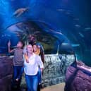 Blackpool SEA LIFE's Underwater Tunnel