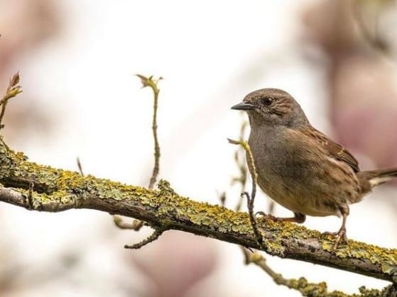 An adorable little bird perched on a tree branch. From @danielleneedhamphotography