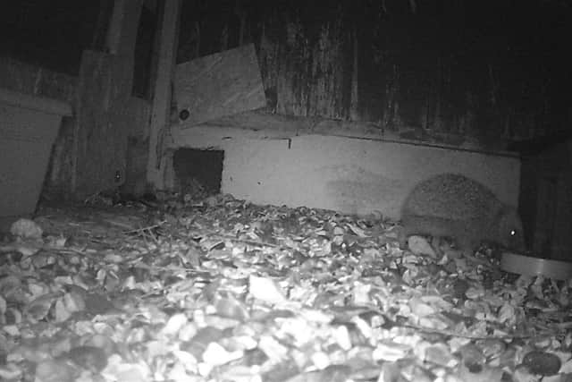 Hedgehogs need water - not milk, which can make them very ill
