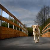 Bettie bounds across the new Penwortham footbridge by the River Ribble