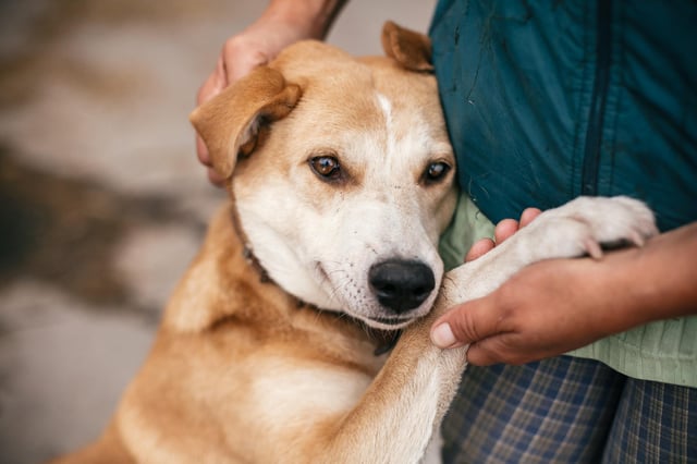 5 Dog Rescue Homes Near Preston Centres Where You Can Adopt A Pet For Your Home And How To Apply Lancashire Evening Post
