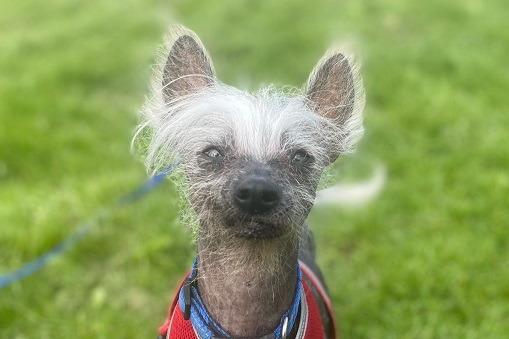 Thomas, Chinese crested , male , nine years four months old.