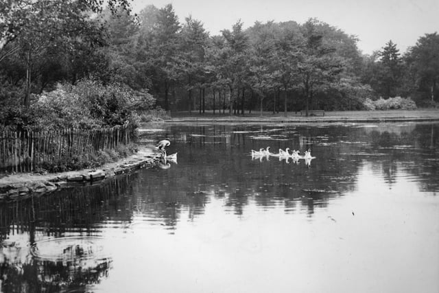 This is how the lake at Haslam Park looked in 1941 - a delightful area with swans and ducks