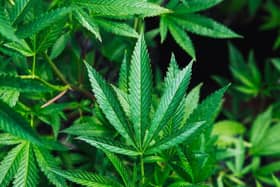 More than 200 cannabis plants were found