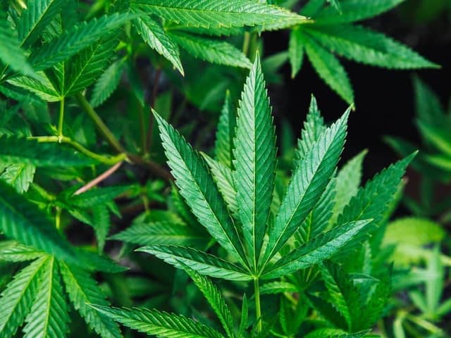 More than 200 cannabis plants were found