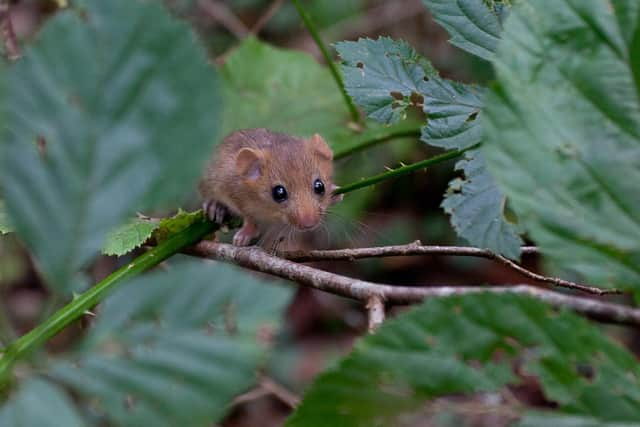 Hazel dormouse . Credit Clare Pengelly (4)