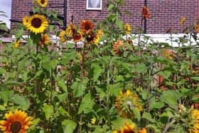 Sunflowers blooming. Photo: Timothy Pearson