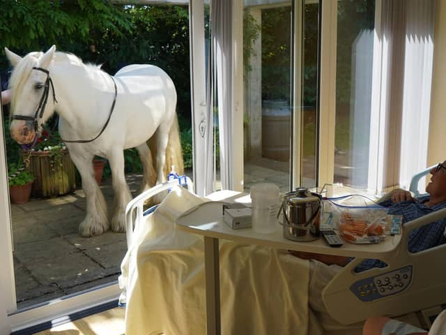 One of the beautiful horses which visited a patient at St John's Hospice. Picture from St John's Hospice.