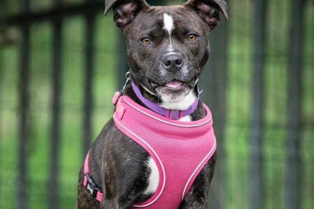 Jinx is a 'perfectly sweet' 1-year-old Staffie x Boxer who adores nothing more than the company of people with a comfy lap to curl up into.  Jinx is looking for a home where somebody is around a lot of the time to continue this training at a pace she is comfortable with. Jinx is looking for a home with children of secondary school age, a well mannered dog that can respect Jinx is still a young girl developing her confidence around certain things. No cats.