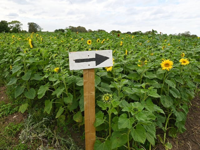 The magical Bretherton Sunflowers fields are open for 2026. Visitors can walk amongst the bright yellow flowers, spot different coloured sunflowers and take them home at the pick-your-own attraction near Leyland.