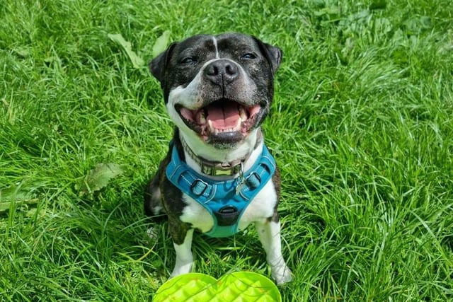 Reggie, Staffie, 3 years old. Can live with children of secondary school age but as the only pet