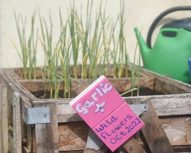 A group of residents have created a community garden in their alleyway called Strawberry Gardens