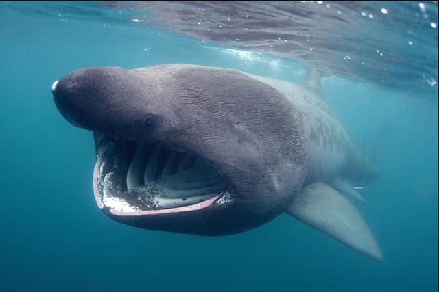 Basking sharks are found in the Irish Sea. By JP Trenque.