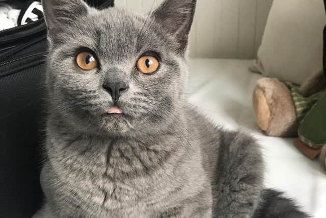 Five-year-old British Shorthair Hank died from his injuries after he was attacked by an off-lead dog in Buckshaw Village on Tuesday, June 14