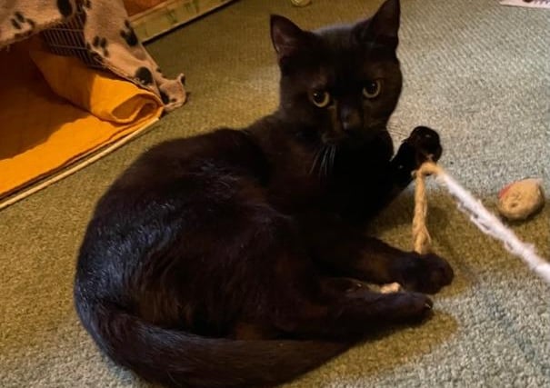 Nox is a 'beautiful' but 'timid' 4 year old Domestic Short Hair girl. She is looking for a home where she is the only animal, and any cat savvy children are to be of secondary school age
