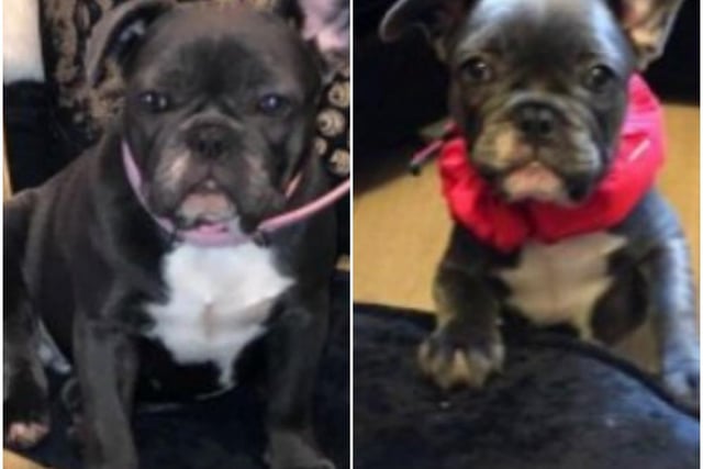 Truffle is a female French bulldog stolen as a puppy from her home in Tulketh Crescent, Preston, in March 2019.