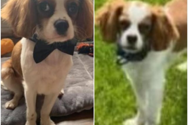 Kylo, a male cavalier King Charles spaniel, has been missing since October 17, 2020. He has Blenheim gold and white colouring and was last seen on the Pear Tree estate in Preston. A £2,000 reward is being offered for his safe return.