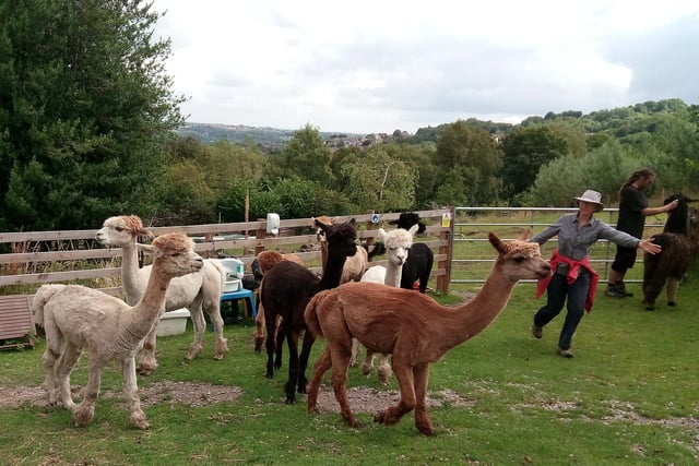 People can create pictures of the alpacas at Holly Hagg Community Farm in Crosspool during fun life drawing sessions on Sunday, August 30 from 2pm to 5pm. All materials are provided but numbers are limited. (https://www.facebook.com/events/610050549678145)