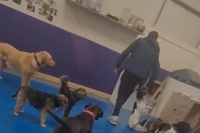 The footage appears to show a spaniel being dragged along the floor by its collar at Paws Playhouse in Leyland