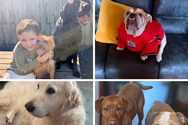 Happy National Dog Day - take a look at 36 heartwarming pics of readers' beloved pooches to celebrate.