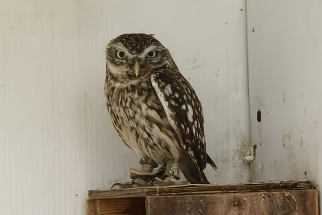 An owl at Turbary Woods