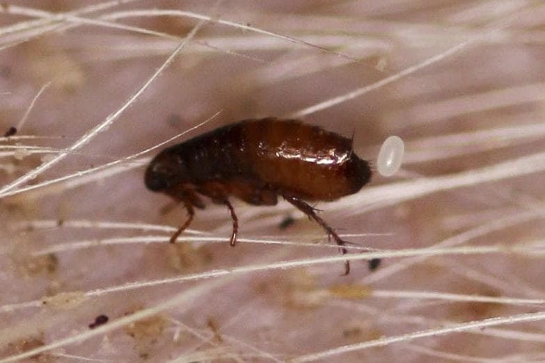 Fleas keep coming back? The hidden problem in your home and the treatment ...