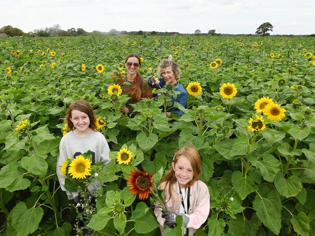 Ali Beesley, back left, and Sue Livesey, back right, with Effie, eight, front left, and Eliana, six, enjoy Bretherton Sunflowers fields