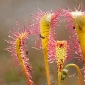 reater sundew, Drosera anglica - Mark Hamblin/2020VISION