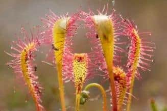 reater sundew, Drosera anglica - Mark Hamblin/2020VISION