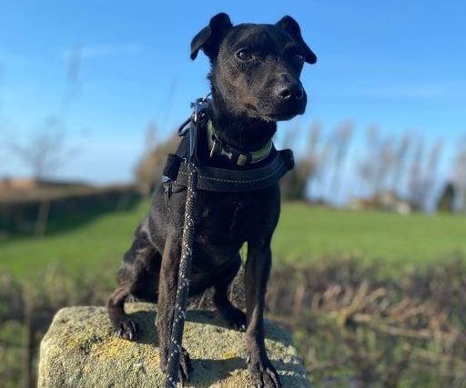Nell, Patterdale cross , female , seven years 11 months old.