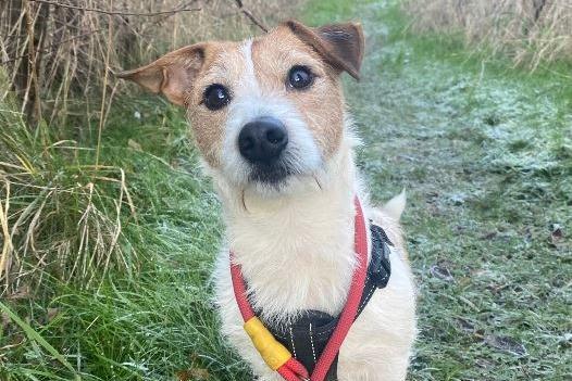 Jack is a Jack Russell Terrier , male , seven years seven months old. Picture from Animal Care Lancaster.