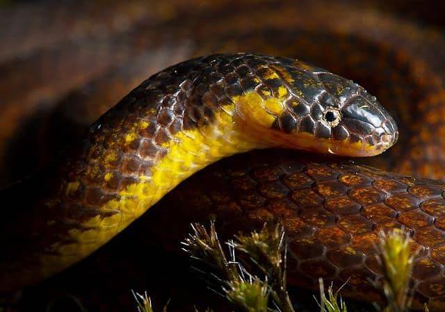 The discovery ground snake was found hiding in a graveyard